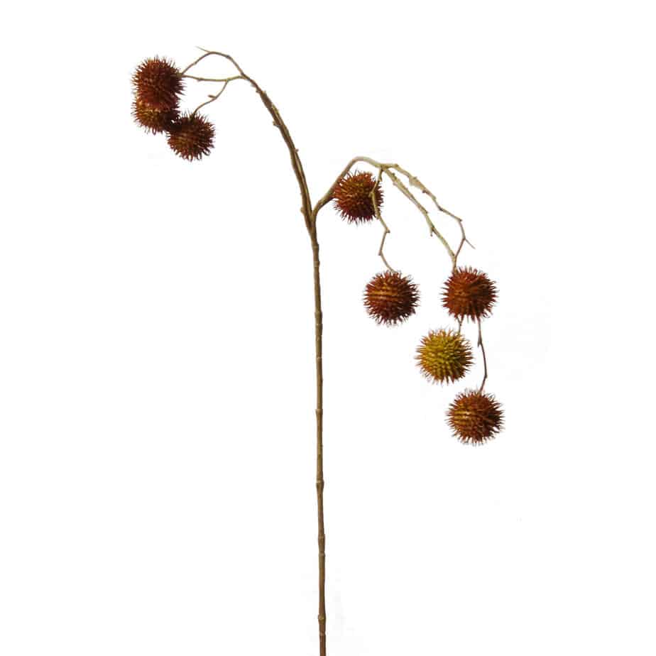 Platanen Infructescence 81cm rood geel 3