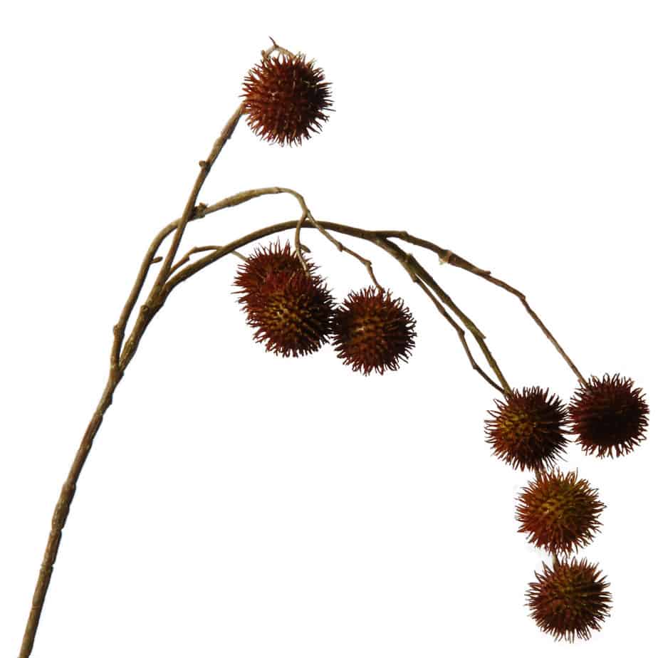 Platanen Infructescence 81cm rood geel 4