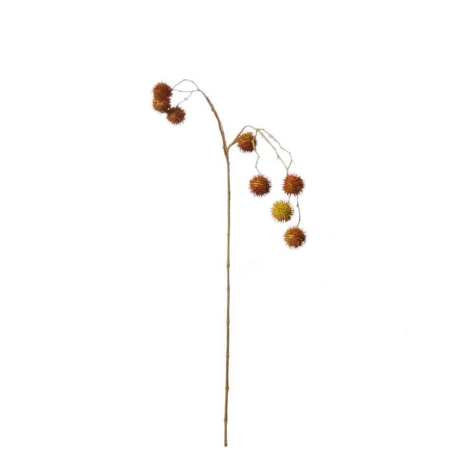 Platanen Infructescence 81cm rood geel 2