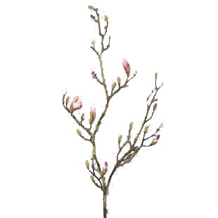 FlowerDutchess magnoloia 125cm