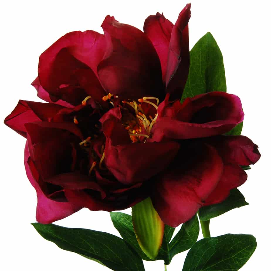 Pioenroos 56 cm roze rood 2