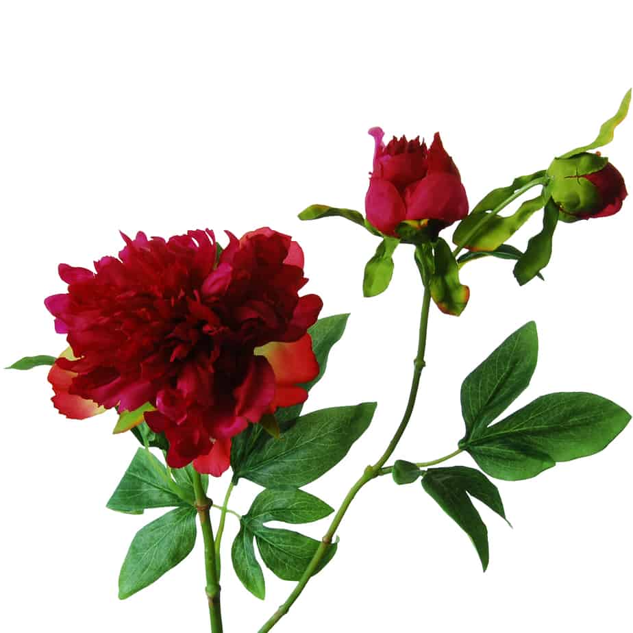 Pioenroos 63cm fuchsia met knop 5