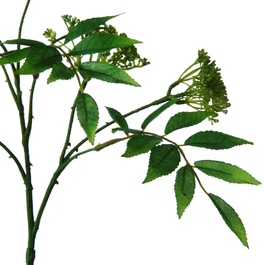 FlowerDutchess tak met sering achtige knopjes 108cm groen 2