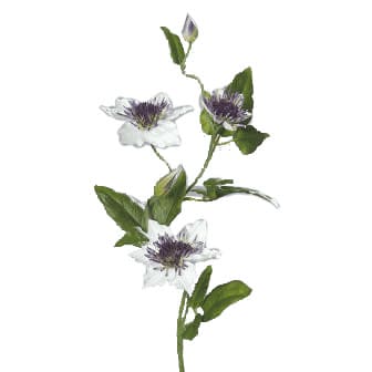 FlowerDutchess Clematis purple white