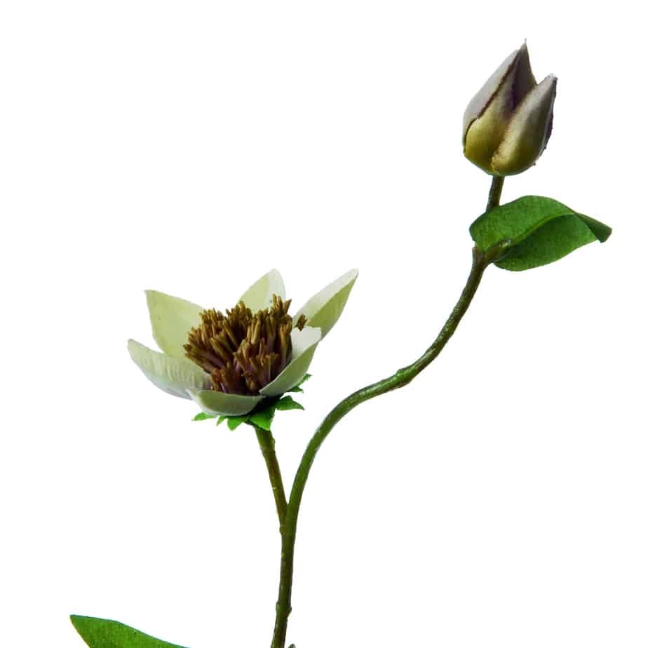 FlowerDutchess clematis 76cm paars wit 2