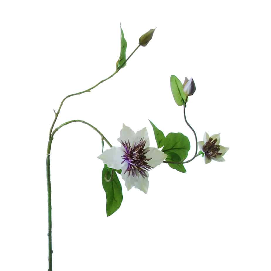 FlowerDutchess clematis 76cm paars wit 5