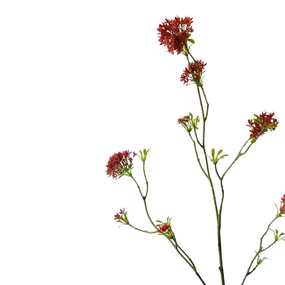 Bouvardia 107cm roze 4 scaled