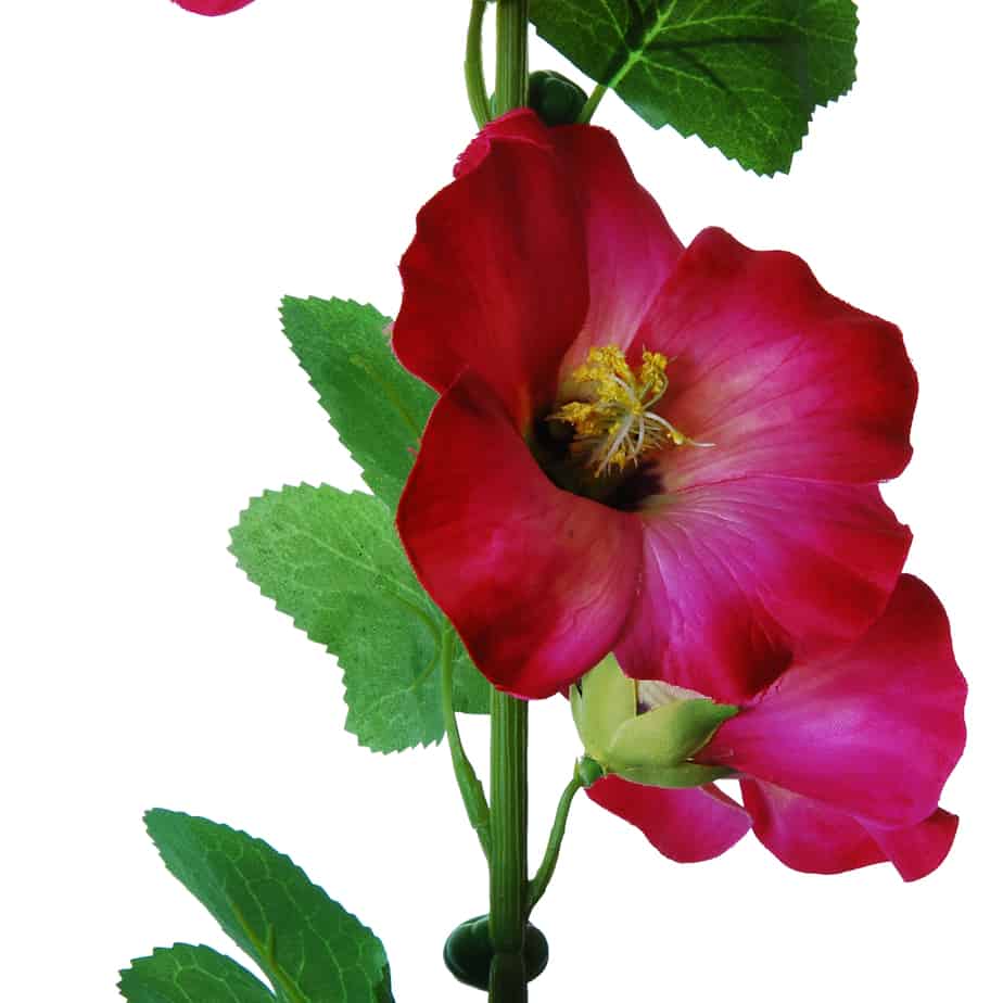 Flowerdutchess stokroos 100cm cerise