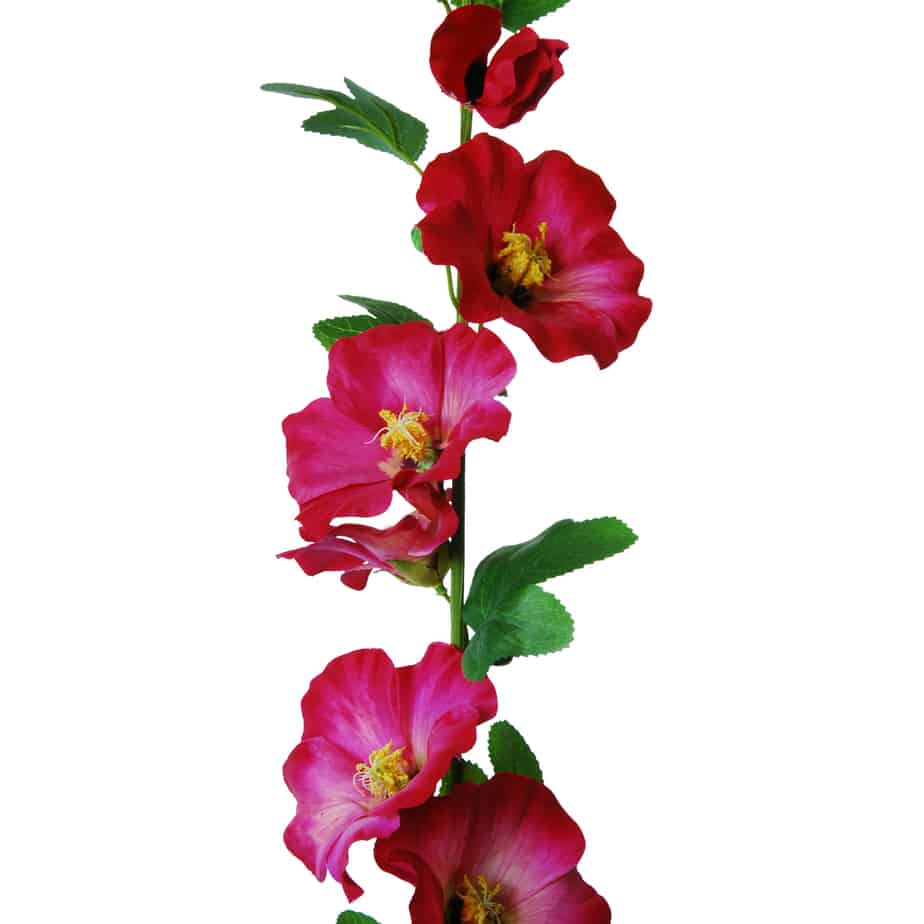 Flowerdutchess stokroos 100cm cerise 5