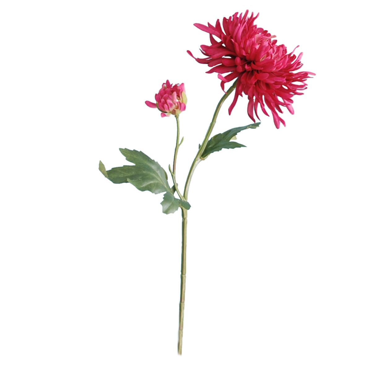 FlowerDutchess Chrysant fuchsia klein 4