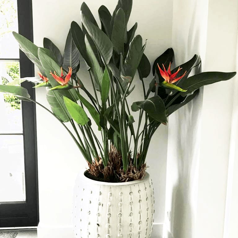 FlowerDutchess Strelitzia in plant 2