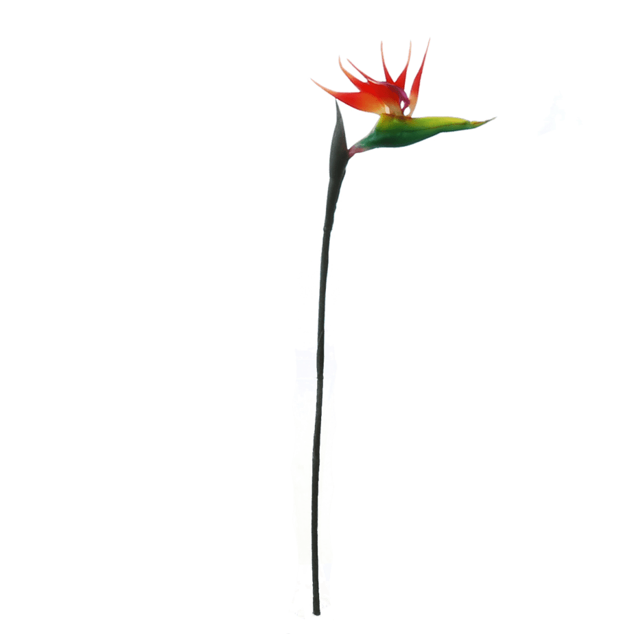 FlowerDutchess Strelitzia 2