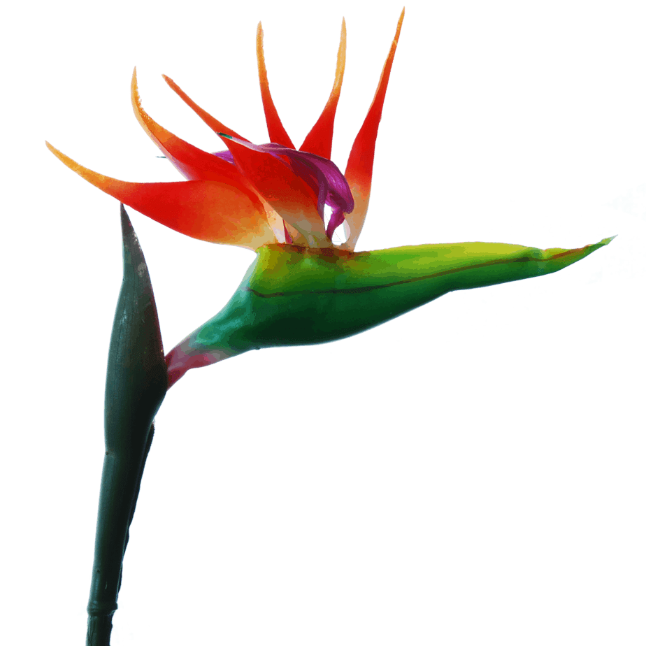FlowerDutchess Strelitzia detail 2
