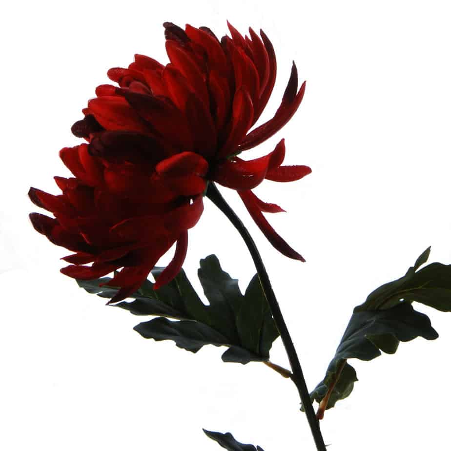FlowerDutchess chrysanthemen rood 3