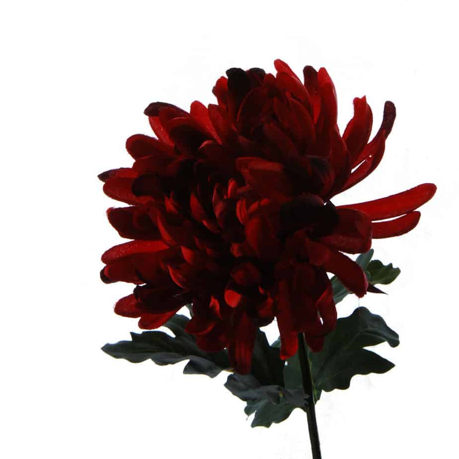 FlowerDutchess chrysanthemen rood 4
