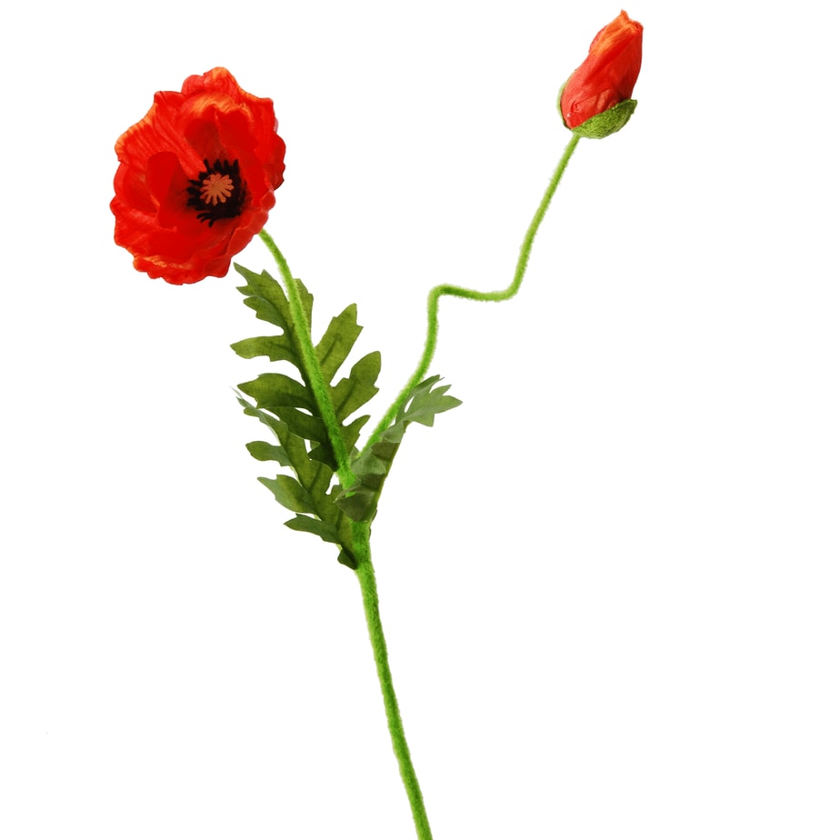 FlowerDutchess poppy flowerbud 63cm orange 8