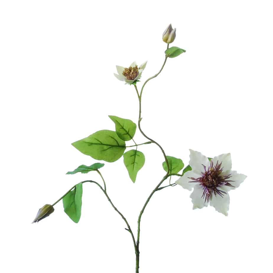 FlowerDutchess clematis 76cm paars wit 3