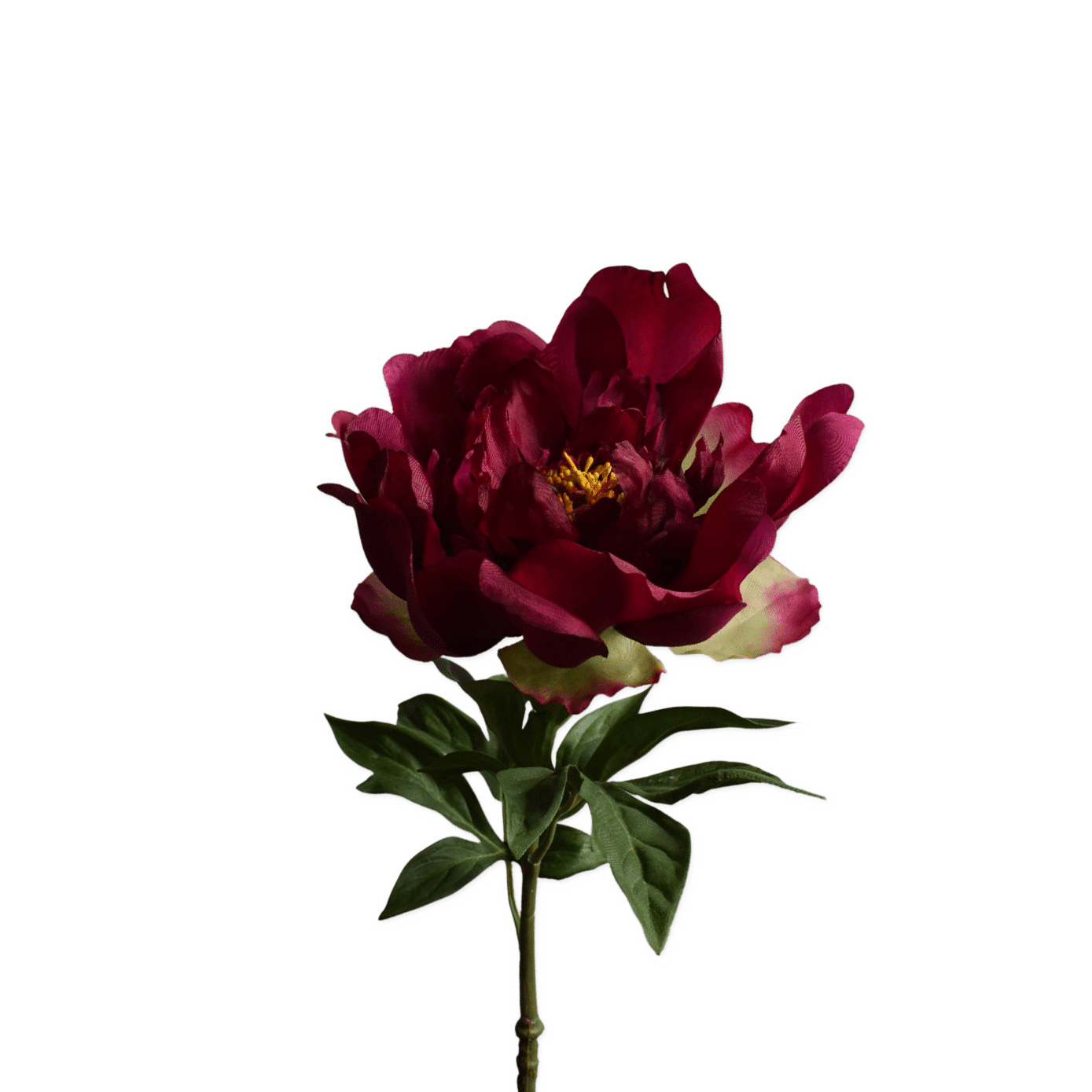 Pioenroos | 61 cm | roze rood