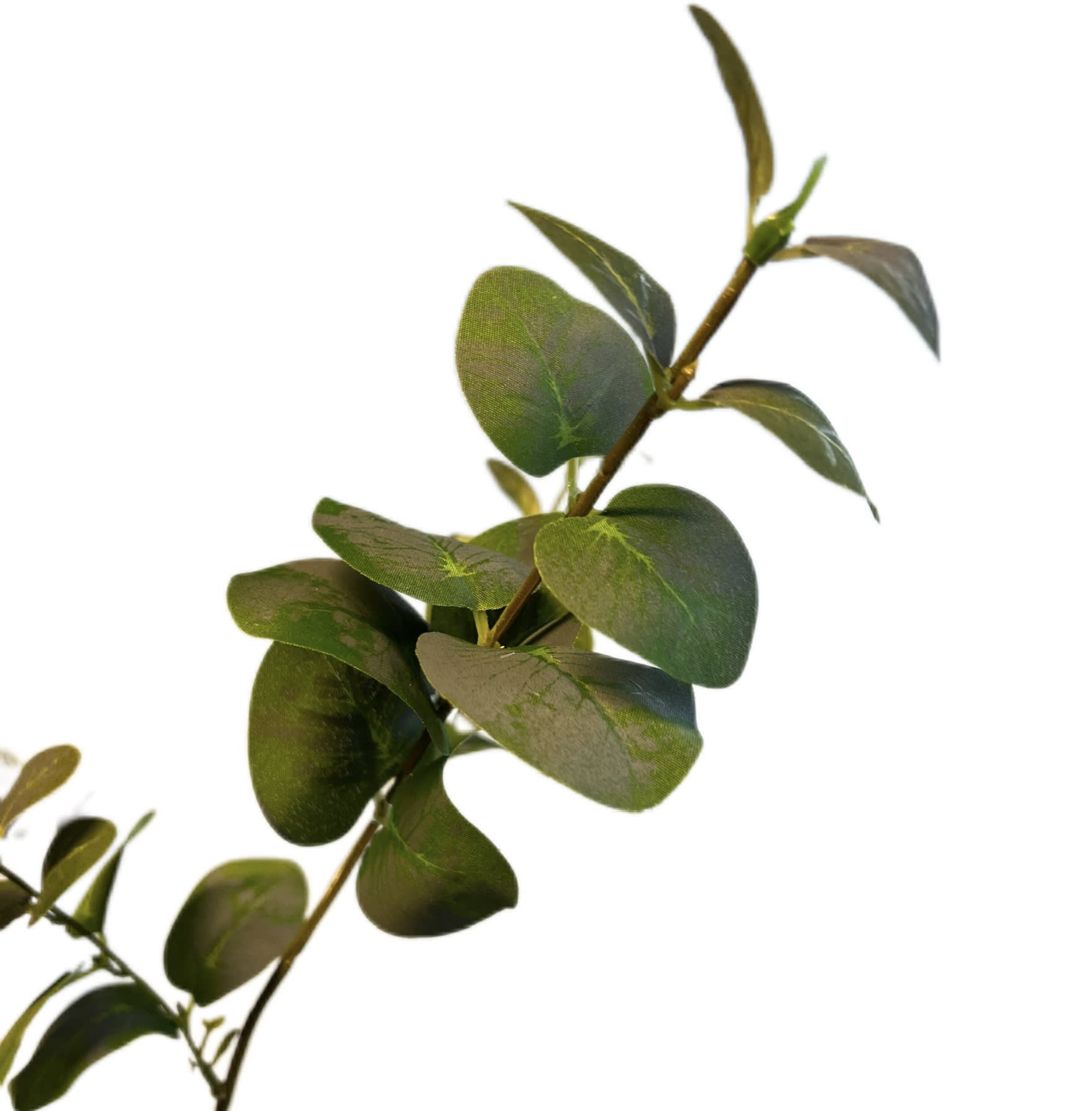 Eucalyptustak | 64 cm | groen - Afbeelding 5