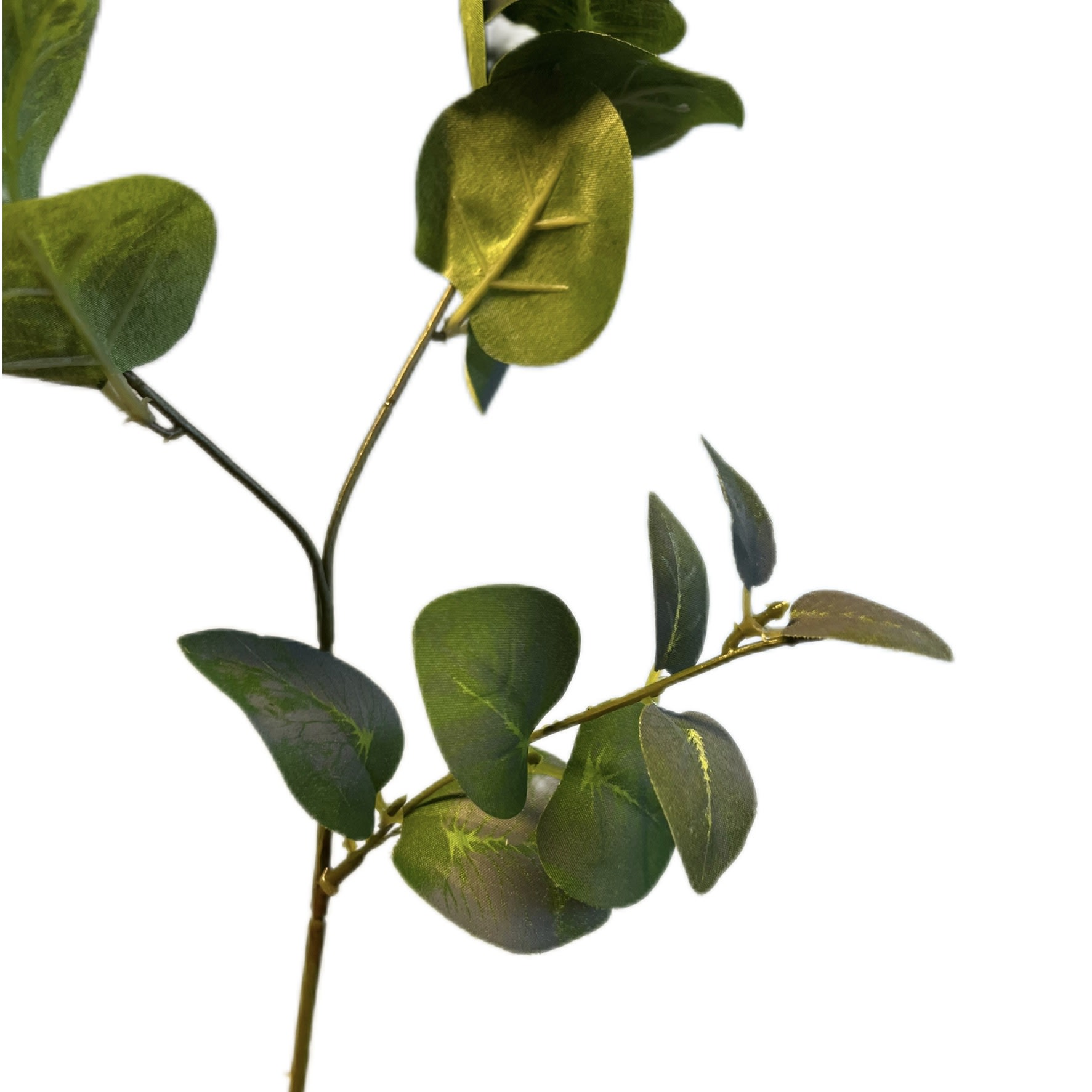 Eucalyptustak | 64 cm | groen - Afbeelding 3