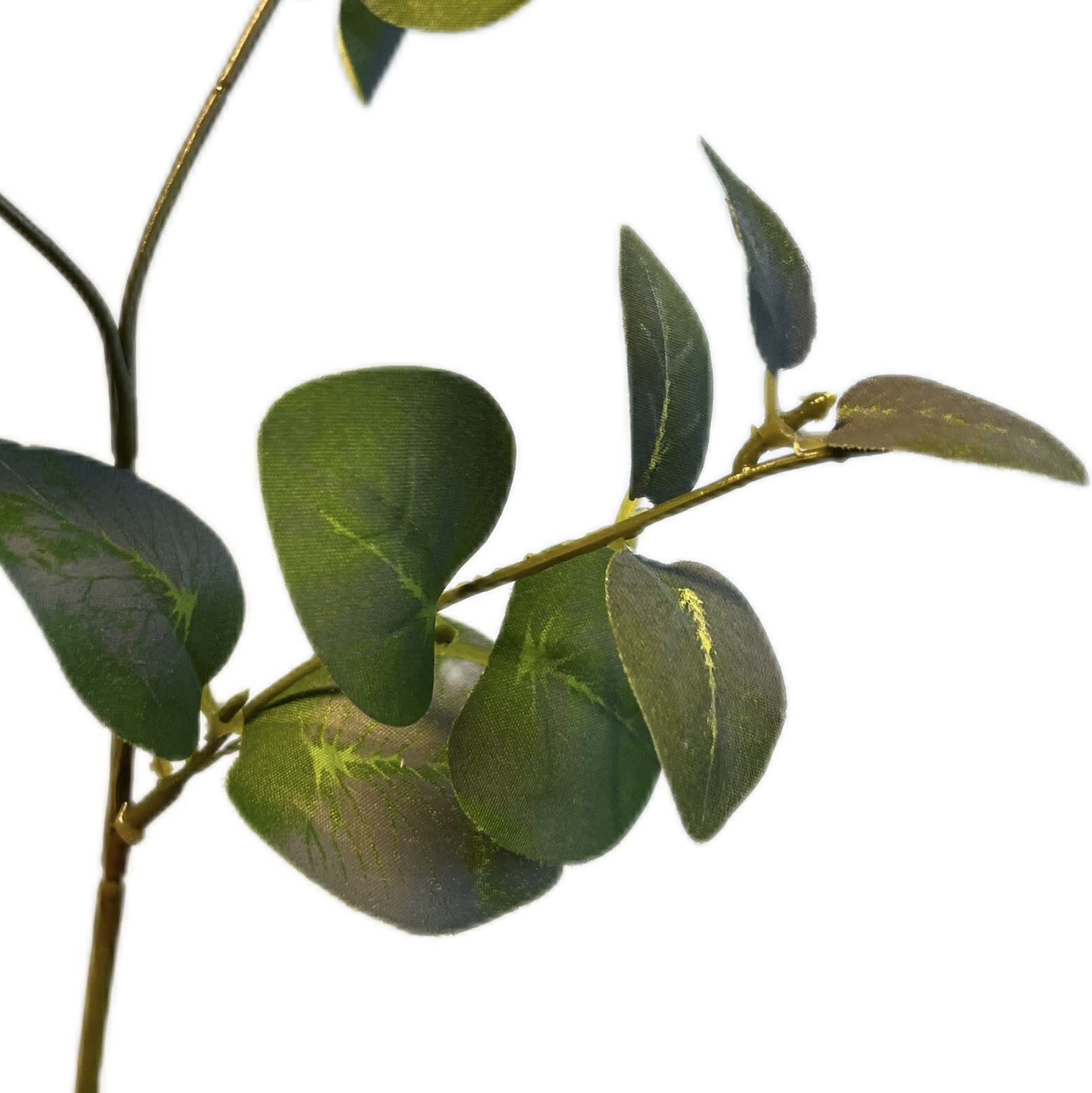 Eucalyptustak | 64 cm | groen - Afbeelding 2