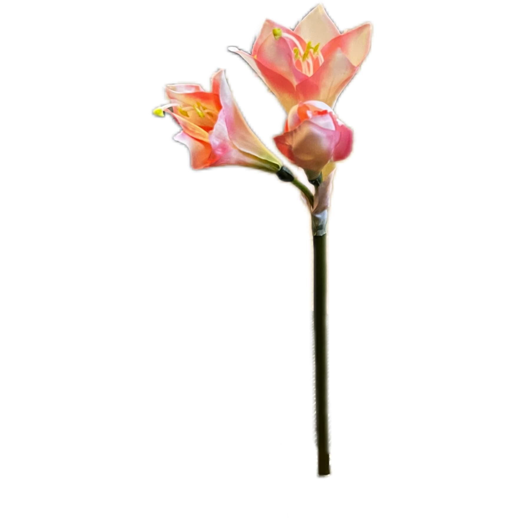 Amaryllis | 44cm | roze - Afbeelding 2