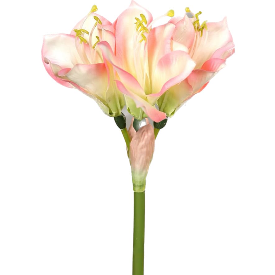 Amaryllis | 44cm | roze