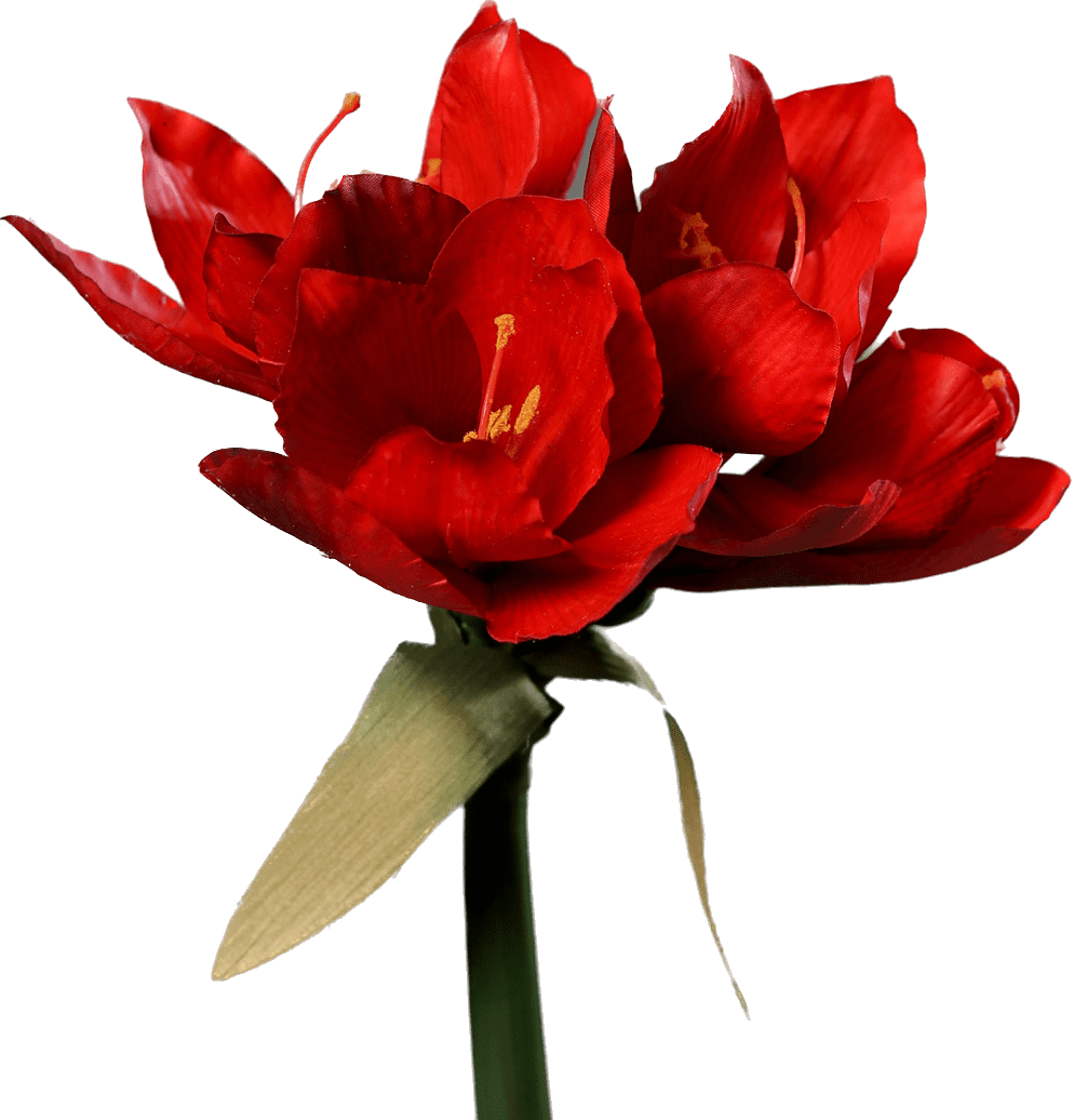 Een echt mooie rode kunst-Amaryllis met 3 bloemen en een knop van 56 cm lang
