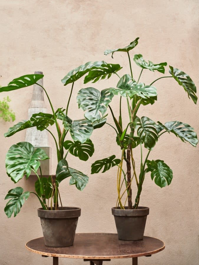 Philodendron Monstera plant | 119 cm | groen - Afbeelding 2