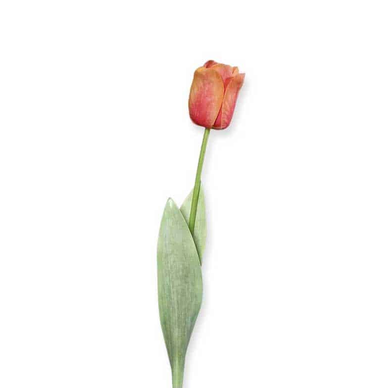 flowerdutchess zijden bloemen lange tulp oranje roze 66cm