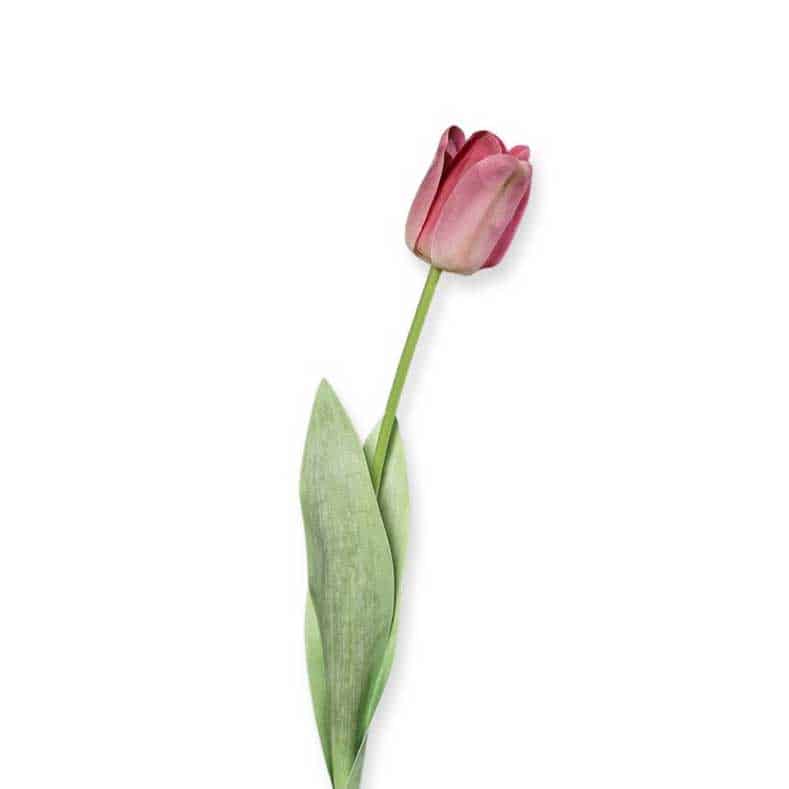 flowerdutchess zijnde bloem lange tulp 66cm roze