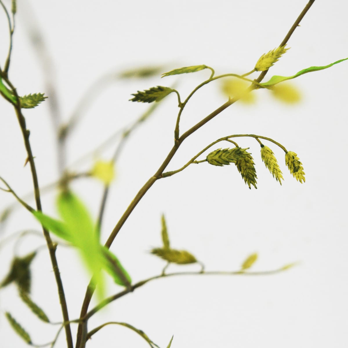 FlowerDutchess trillgras Briza 78cm 4 1