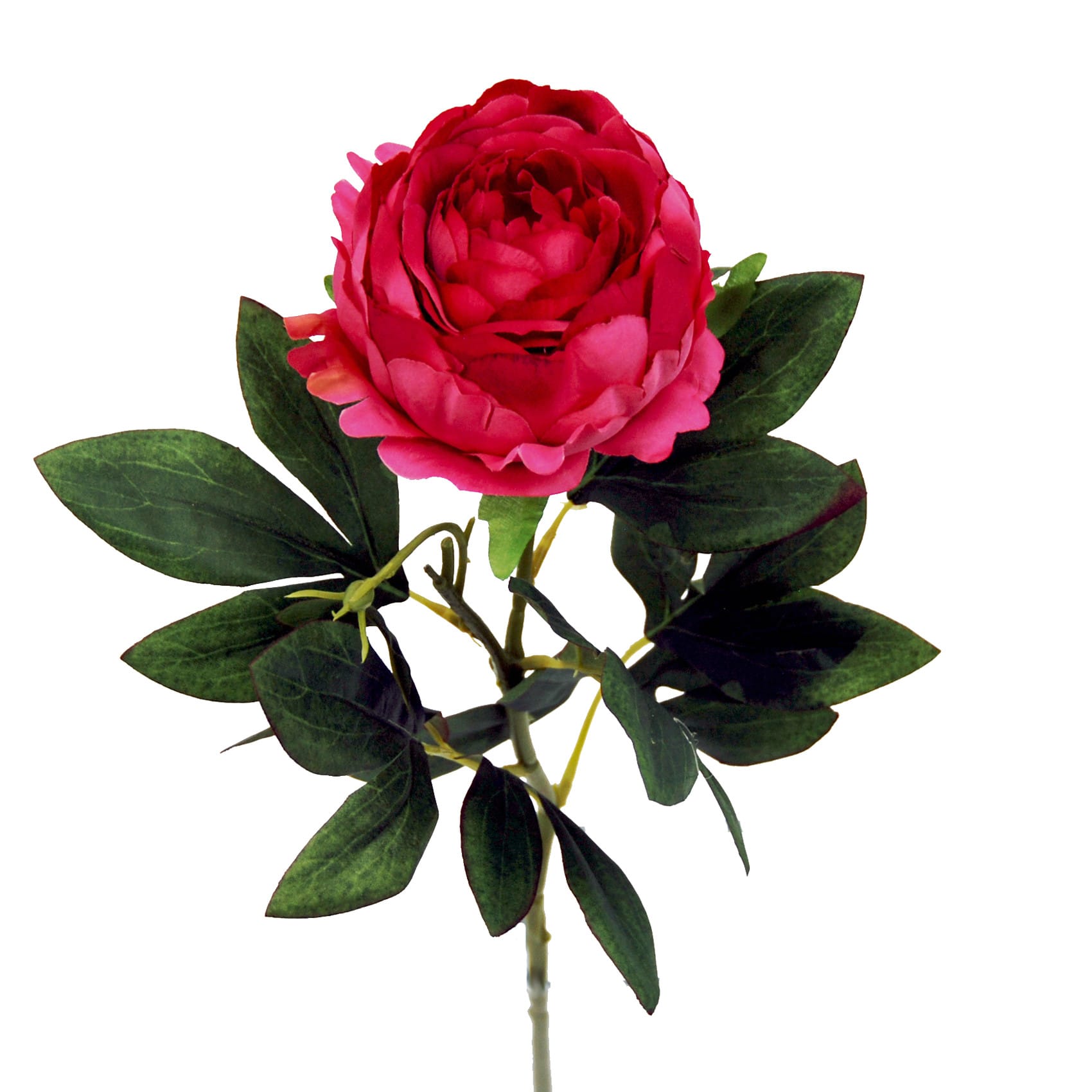 FlowerDutchess pioen fuchsia 2 1