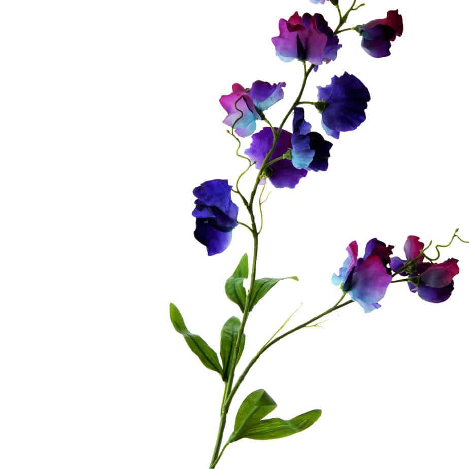 FlowerDutchess Lathyrus 88cm blauw paars detail 2