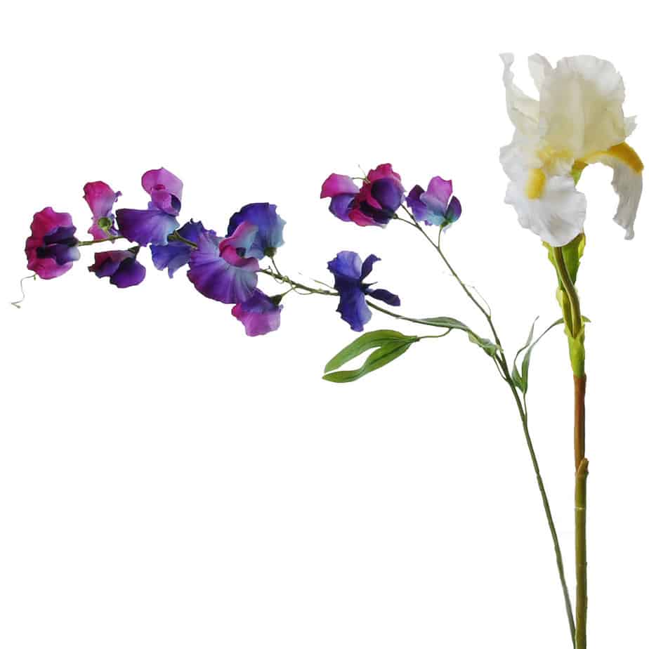FlowerDutchess Lathyrus Iris