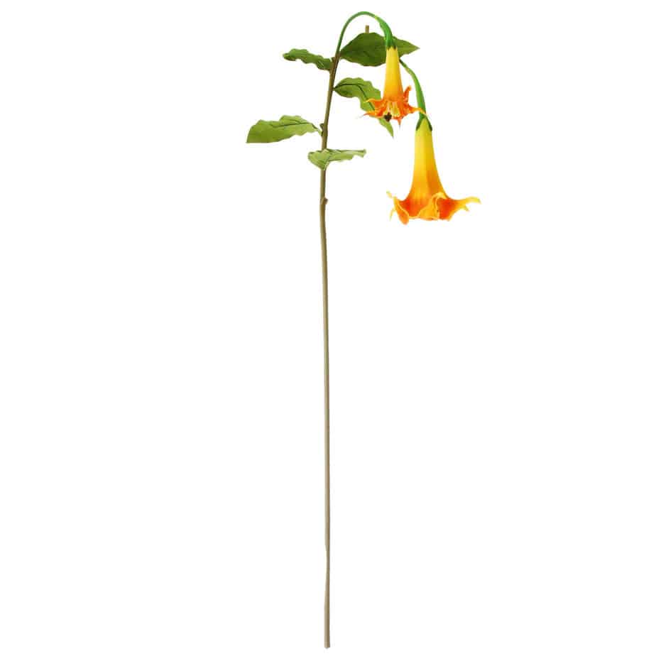 Datura 100cm oranje geel 1