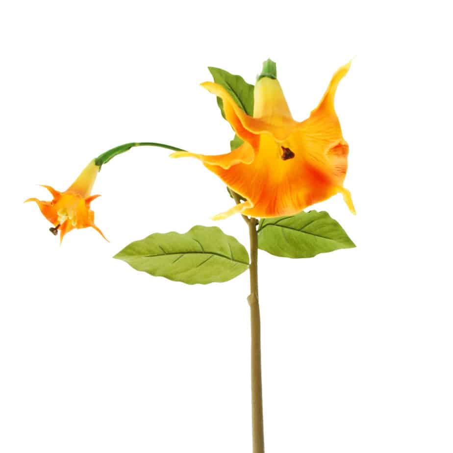 Datura 100cm oranje geel detail