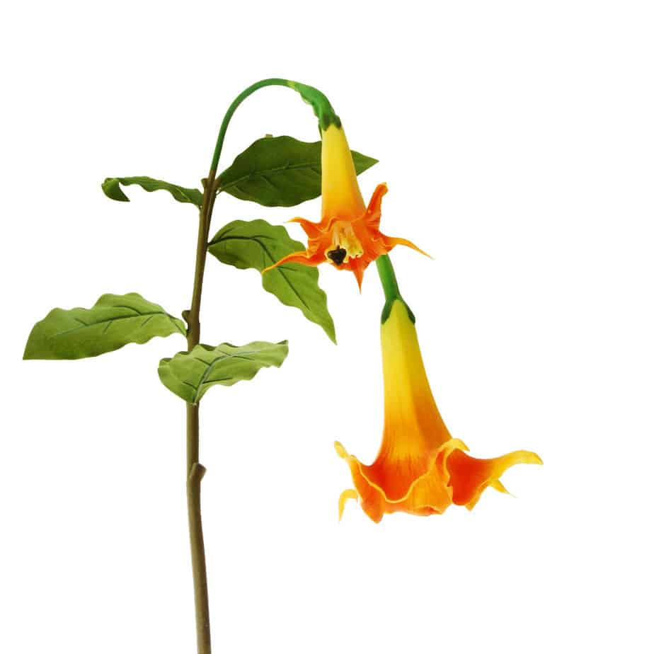 Datura 100cm oranje geel detail 2