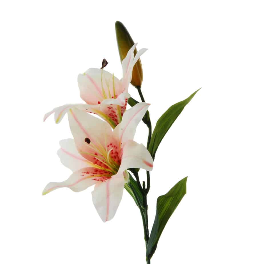 FlowerDutchess Lelie 66cm licht roze detail