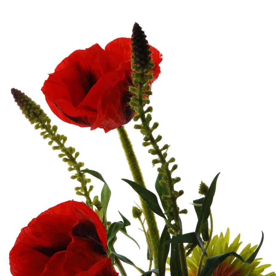 FlowerDutchess wederik klaproos gerbera 1v2