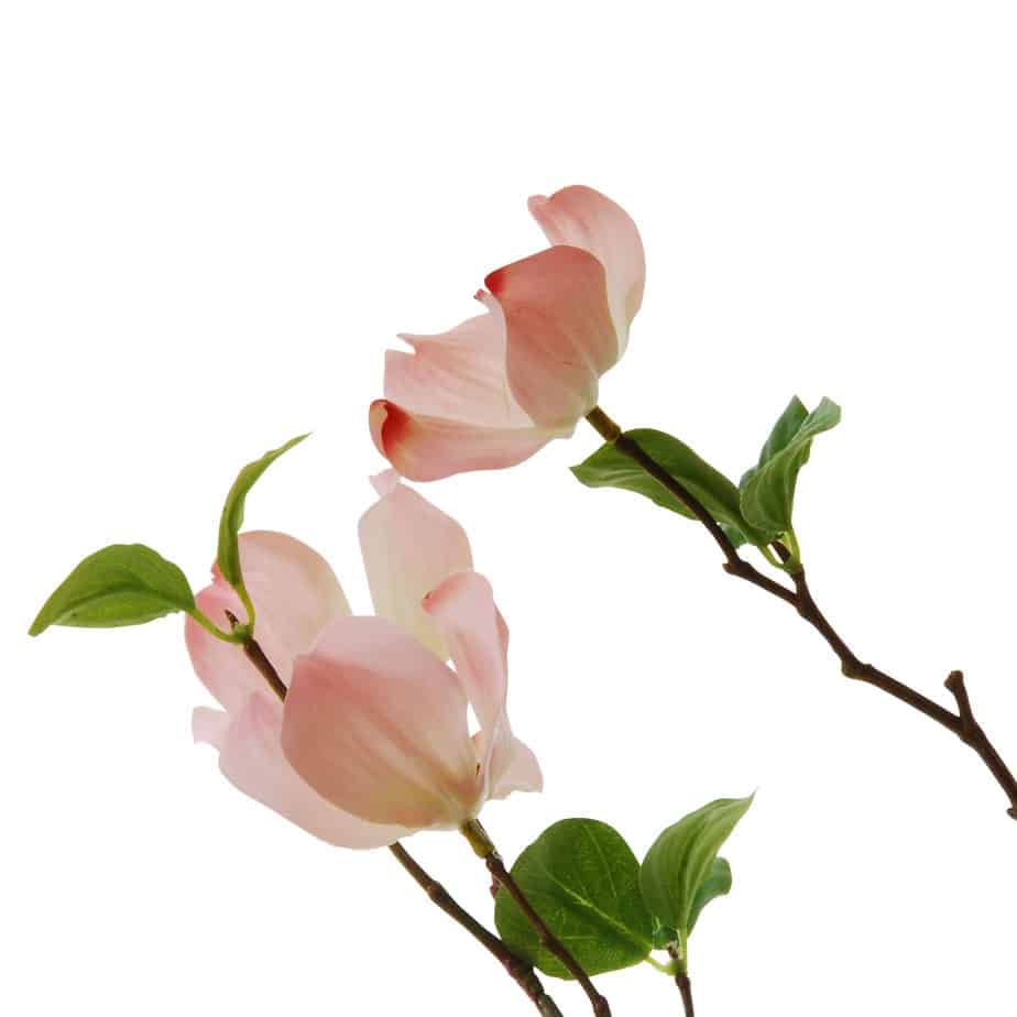 FlowerDutchess Kornoeljetak 94cm roze detail