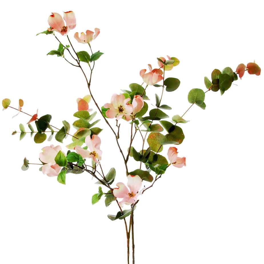 FlowerDutchess Kornoeljetak eucalyptus detail 2