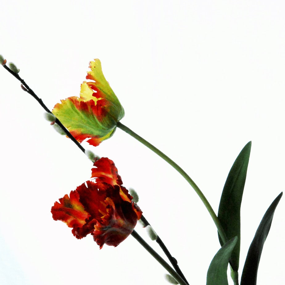 FlowerDutchess rembrandt tulpen rood groen detail