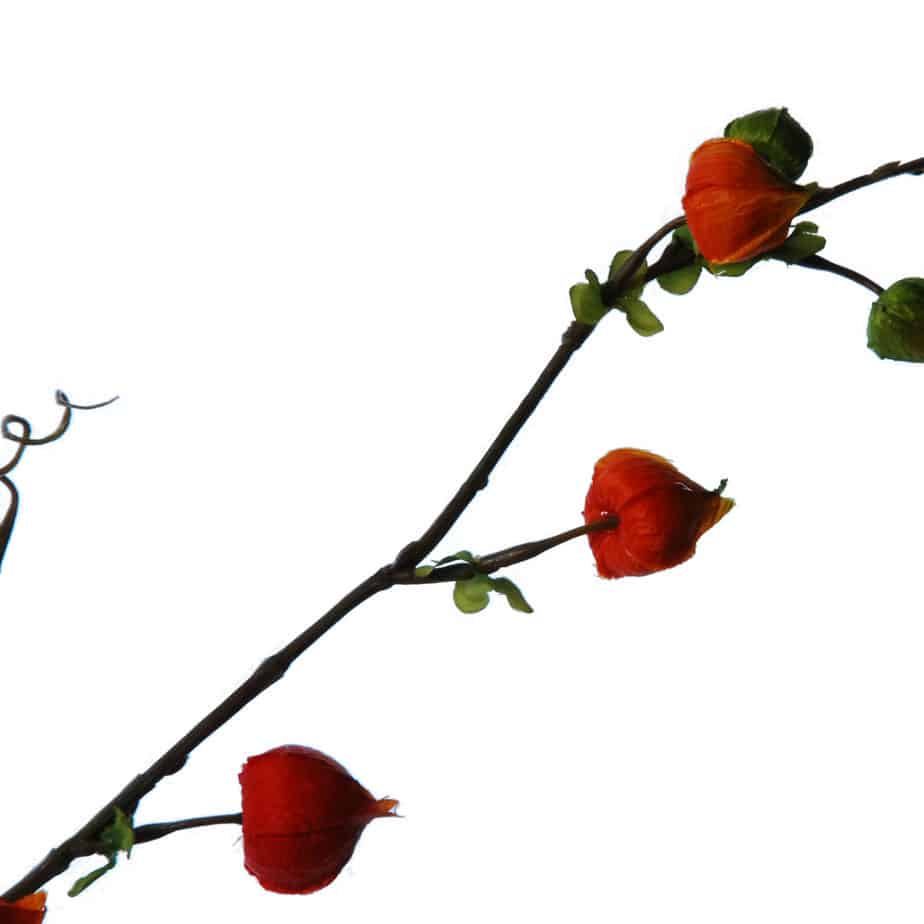 FlowerDutchess lampion 120cm 2