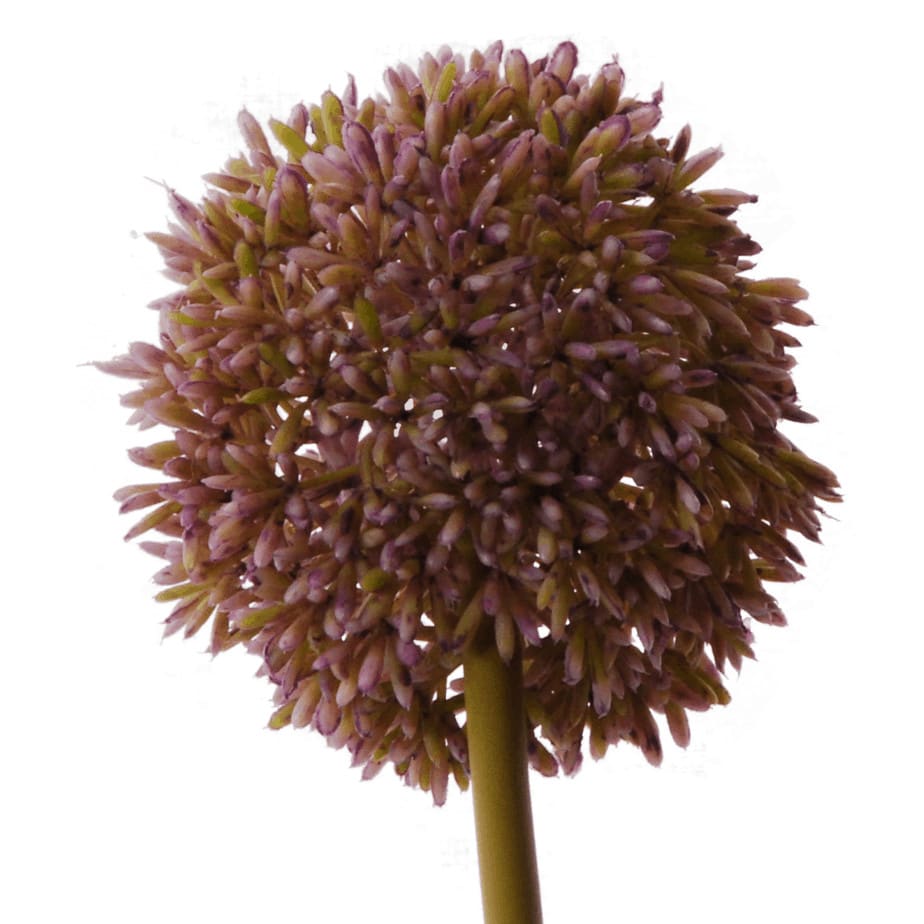 Allium 67cm lila 3