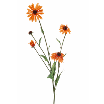FlowerDutchess Echinacea 80cm orange