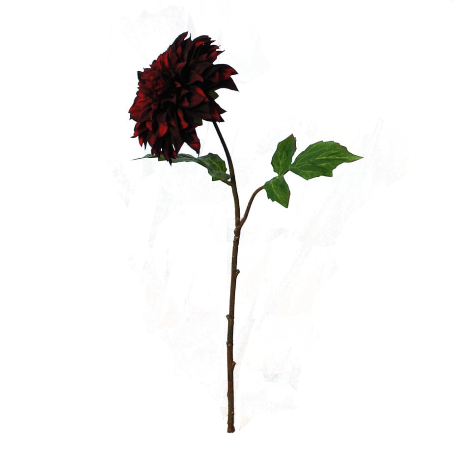 Dahlia Burgundy tall 2