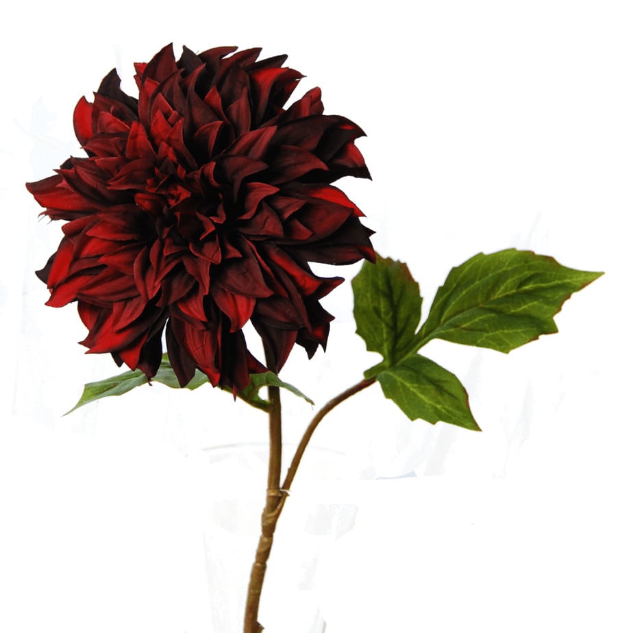 Dahlia Burgundy