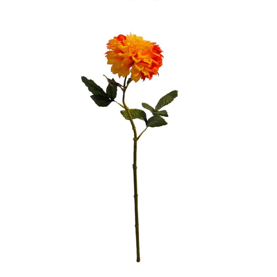 Chrysanthemum orange5