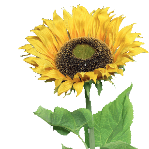 FlowerDutchess Sunflower 134cm yellow